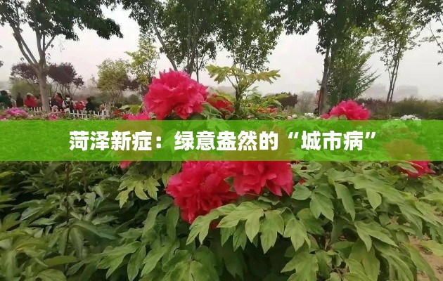 菏泽新症:绿意盎然的“城市病”