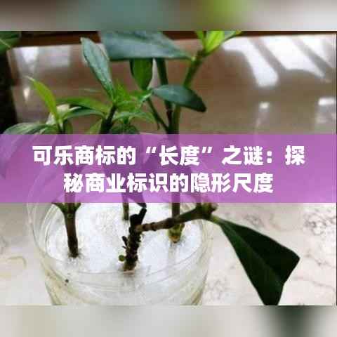 可乐商标的“长度”之谜:探秘商业标识的隐形尺度