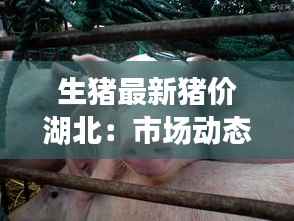 生猪最新猪价湖北:市场动态与价格走势分析