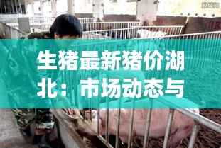 生猪最新猪价湖北:市场动态与价格走势分析