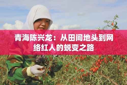 青海陈兴龙:从田间地头到网络红人的蜕变之路