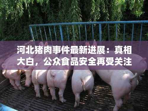 河北猪肉事件最新进展:真相大白,公众食品安全再受关注
