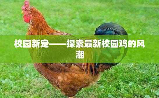 校园新宠——探索最新校园鸡的风潮