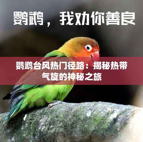 鹦鹉台风热门径路:揭秘热带气旋的神秘之旅