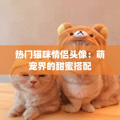 热门猫咪情侣头像:萌宠界的甜蜜搭配