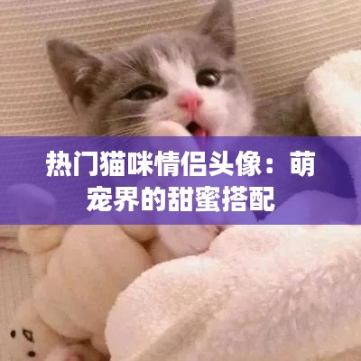 热门猫咪情侣头像:萌宠界的甜蜜搭配