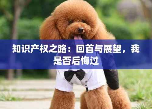 知识产权之路:回首与展望,我是否后悔过