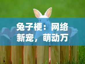 兔子梗:网络新宠,萌动万千网友的心