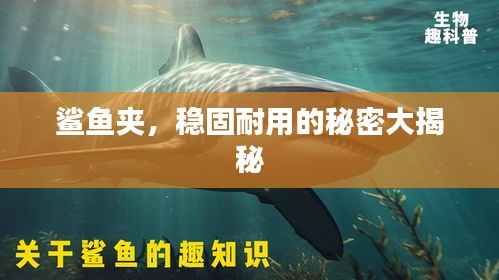 鲨鱼夹,稳固耐用的秘密大揭秘