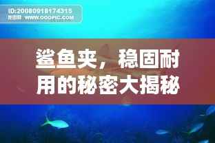 鲨鱼夹,稳固耐用的秘密大揭秘