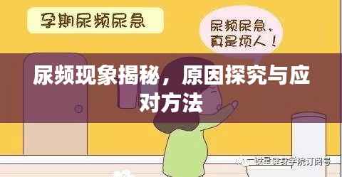 尿频现象揭秘,原因探究与应对方法