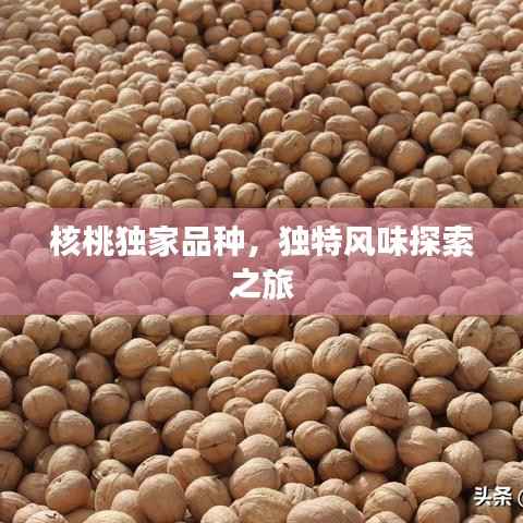 核桃独家品种,独特风味探索之旅