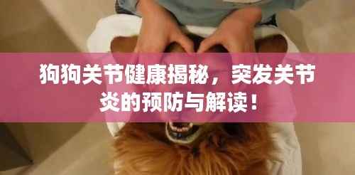 狗狗关节健康揭秘，突发关节炎的预防与解读！