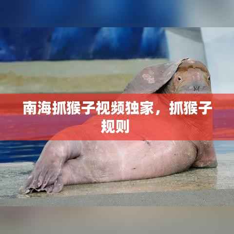 南海抓猴子视频独家,抓猴子规则