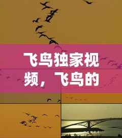 飞鸟独家视频,飞鸟的视频
