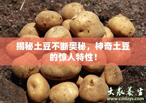 揭秘土豆不断奥秘,神奇土豆的惊人特性!