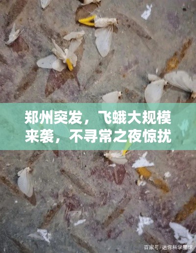 郑州突发,飞蛾大规模来袭,不寻常之夜惊扰全城