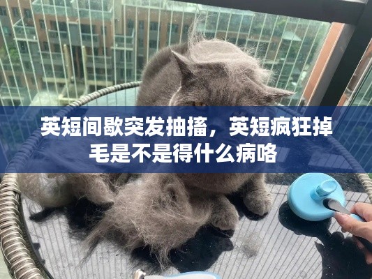 英短间歇突发抽搐，英短疯狂掉毛是不是得什么病咯 