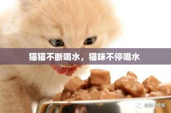 猫猫不断喝水,猫咪不停喝水