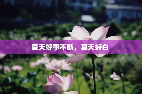 夏天好事不断,夏天好白