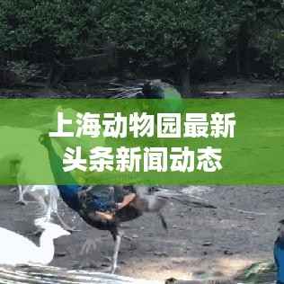 上海动物园最新头条新闻动态