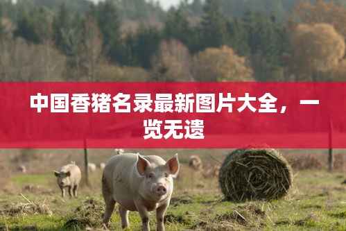 中国香猪名录最新图片大全，一览无遗