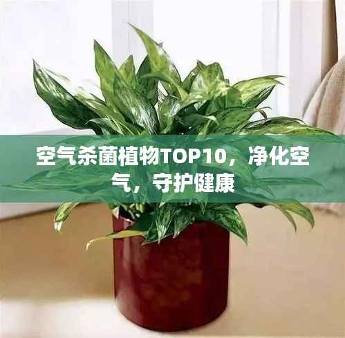 空气杀菌植物TOP10,净化空气,守护健康