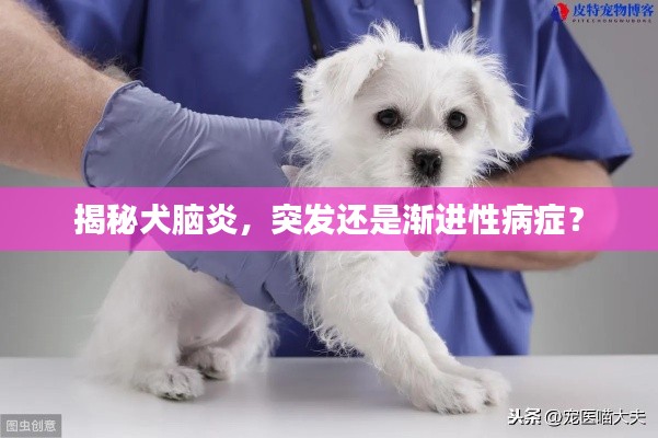 揭秘犬脑炎,突发还是渐进性病症?