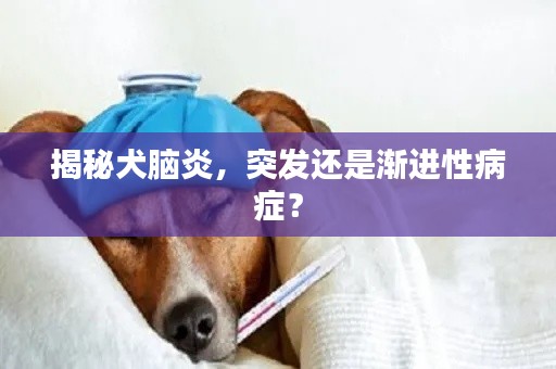 揭秘犬脑炎,突发还是渐进性病症?