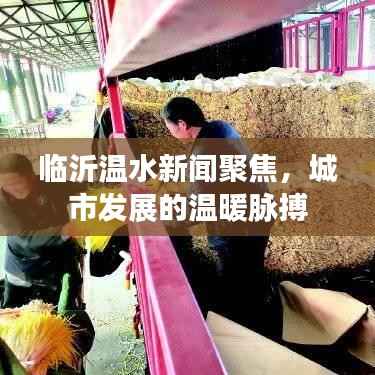 临沂温水新闻聚焦,城市发展的温暖脉搏
