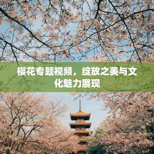 樱花专题视频,绽放之美与文化魅力展现