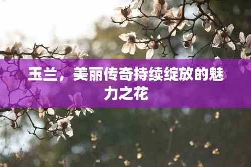 玉兰,美丽传奇持续绽放的魅力之花