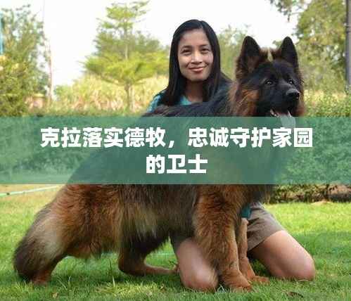 克拉落实德牧,忠诚守护家园的卫士