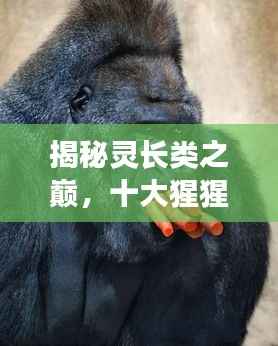 揭秘灵长类之巅,十大猩猩排名,探寻佼佼者!