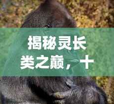 揭秘灵长类之巅,十大猩猩排名,探寻佼佼者!