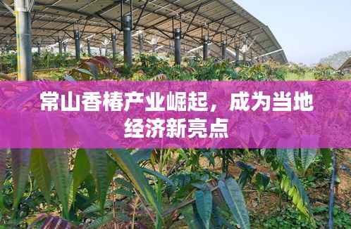常山香椿产业崛起,成为当地经济新亮点