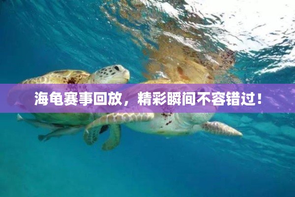 海龟赛事回放,精彩瞬间不容错过!