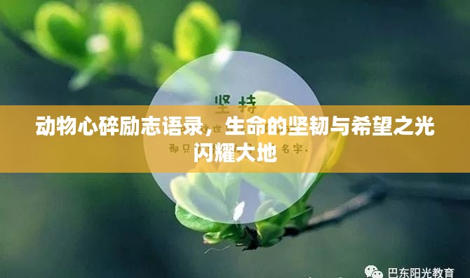 动物心碎励志语录,生命的坚韧与希望之光闪耀大地