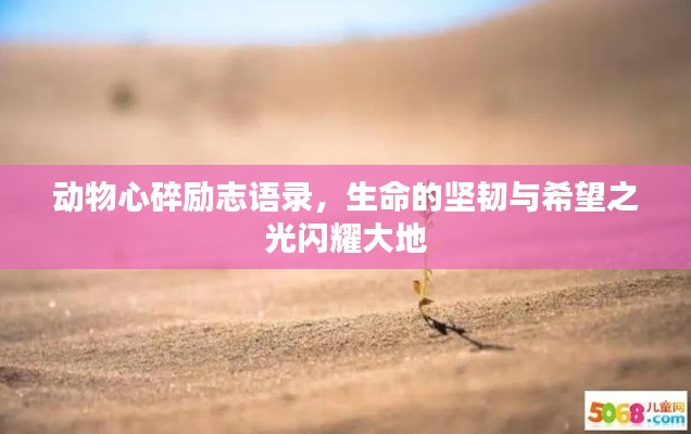 动物心碎励志语录,生命的坚韧与希望之光闪耀大地