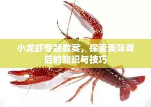 小龙虾专题教案,探索美味背后的知识与技巧