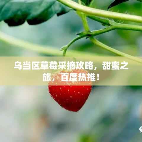 乌当区草莓采摘攻略,甜蜜之旅,百度热推!