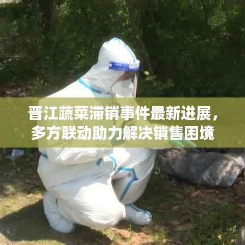 晋江蔬菜滞销事件最新进展,多方联动助力解决销售困境