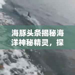 海豚头条揭秘海洋神秘精灵,探索未知的海底世界