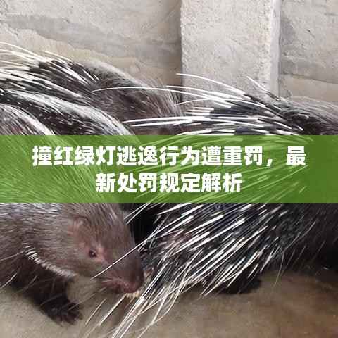 撞红绿灯逃逸行为遭重罚，最新处罚规定解析