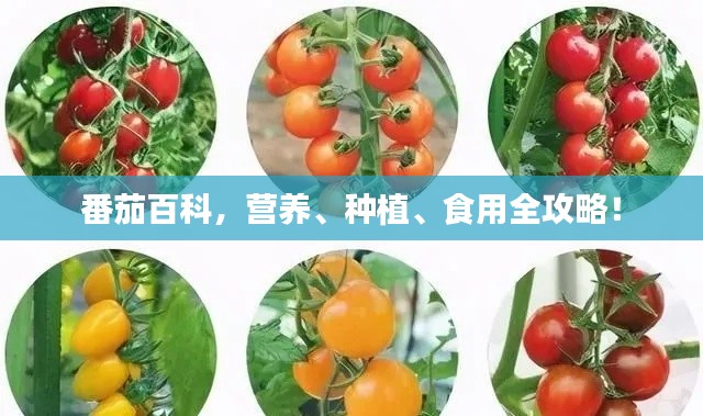 番茄百科,营养、种植、食用全攻略!
