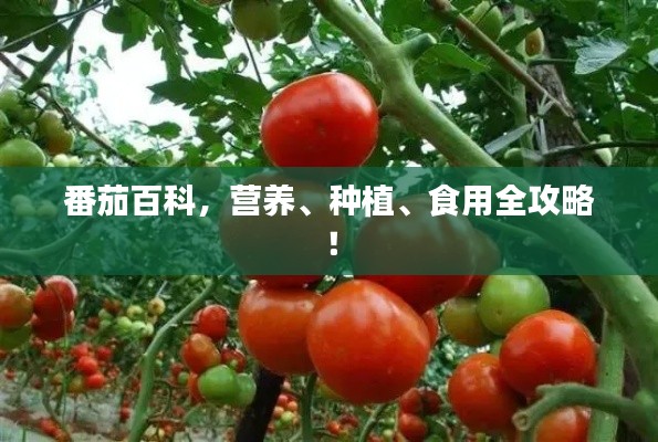 番茄百科,营养、种植、食用全攻略!