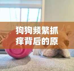狗狗频繁抓痒背后的原因及应对方法解析