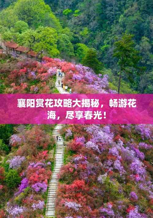 襄阳赏花攻略大揭秘,畅游花海,尽享春光!