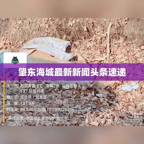 肇东海城最新新闻头条速递