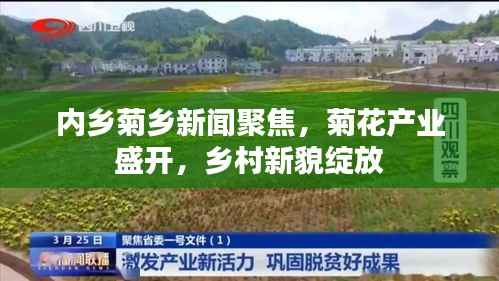 内乡菊乡新闻聚焦,菊花产业盛开,乡村新貌绽放